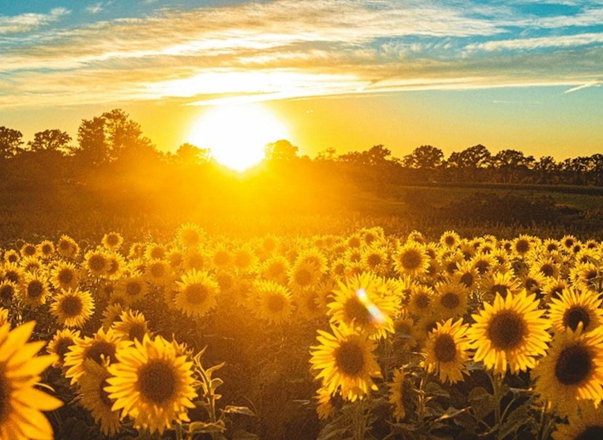 Staying in the OT Profession with Hope and Purpose